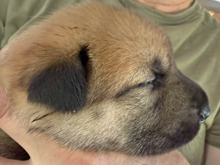 chinook puppy